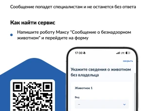 Увидели бездомное животное? Теперь о нем можно сообщить на Госуслугах за 2 минуты