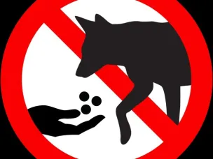 Важный вопрос отлова безнадзорных животных - на контроле