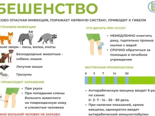 Роспотребнадзор информирует о рекомендациях по профилактике бешенства