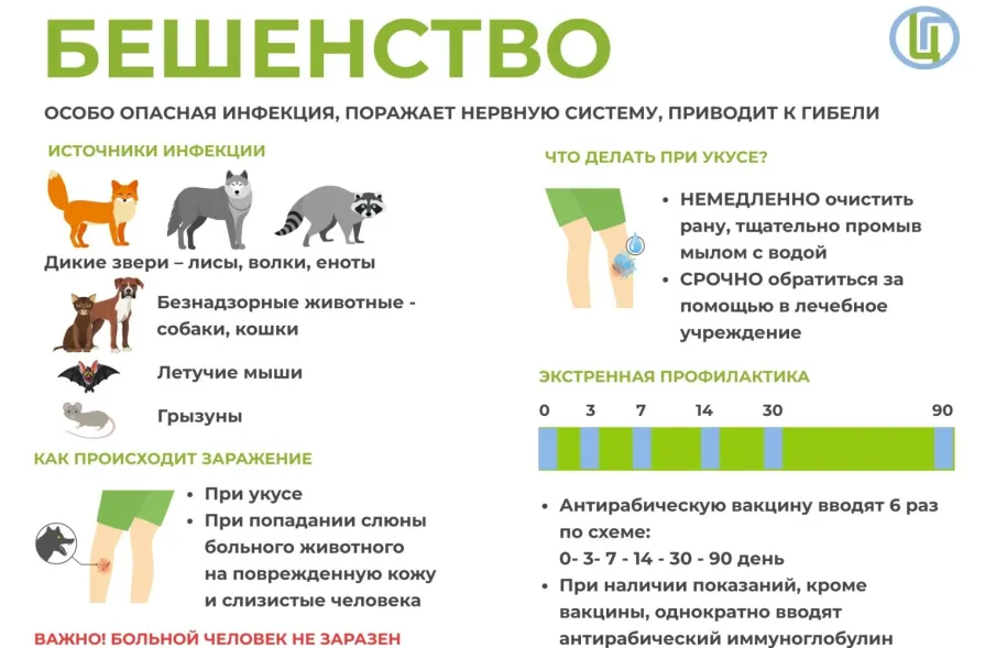 Роспотребнадзор информирует о рекомендациях по профилактике бешенства