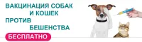 В Городце пройдёт бесплатная вакцинация против бешенства животных